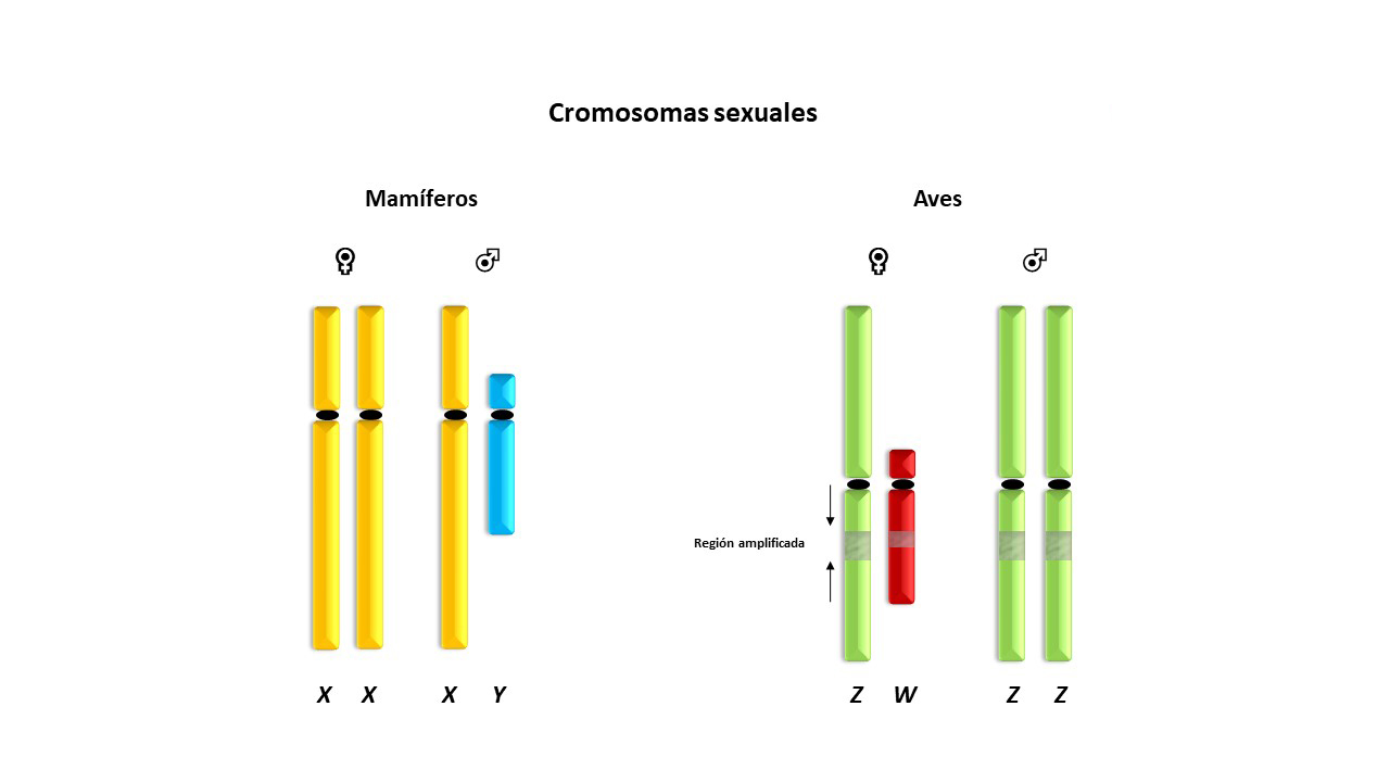 Cromosomas sexuales